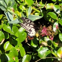 Papilio anactus (Dainty Swallowtail) at Holt, ACT - 14 Feb 2023 by trevorpreston