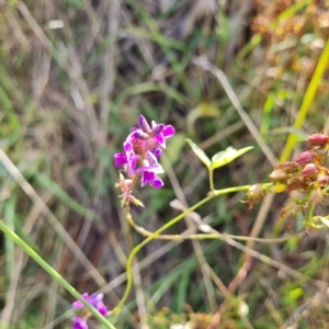 Glycine tabacina at Jerrabomberra, ACT - 14 Feb 2023