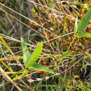 Glycine tabacina at Jerrabomberra, ACT - 14 Feb 2023