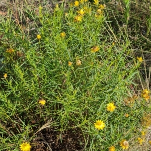 Xerochrysum viscosum at Jerrabomberra, ACT - 14 Feb 2023