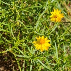 Xerochrysum viscosum at Jerrabomberra, ACT - 14 Feb 2023