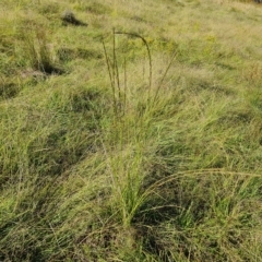 Sporobolus creber (Slender Rat's Tail Grass) at Isaacs Ridge - 14 Feb 2023 by Mike