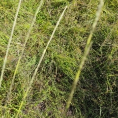 Sporobolus creber at Jerrabomberra, ACT - 14 Feb 2023