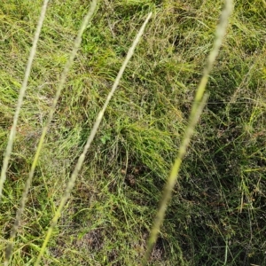 Sporobolus creber at Jerrabomberra, ACT - 14 Feb 2023