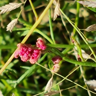 Haloragis heterophylla (Variable Raspwort) at Isaacs Ridge - 14 Feb 2023 by Mike