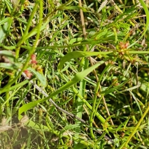 Haloragis heterophylla at Jerrabomberra, ACT - 14 Feb 2023