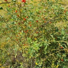 Rosa canina (Dog Rose) at Isaacs Ridge - 14 Feb 2023 by Mike