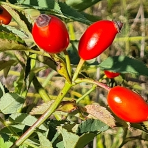 Rosa canina at Jerrabomberra, ACT - 14 Feb 2023