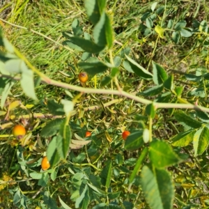 Rosa canina at Jerrabomberra, ACT - 14 Feb 2023