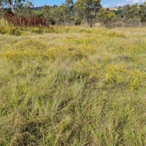 Cyperus eragrostis at Jerrabomberra, ACT - 14 Feb 2023