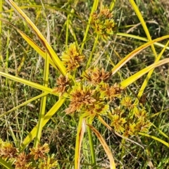 Cyperus eragrostis at Jerrabomberra, ACT - 14 Feb 2023