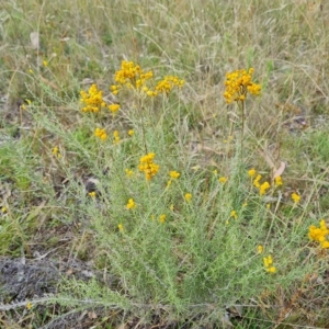 Chrysocephalum semipapposum at Jerrabomberra, ACT - 14 Feb 2023