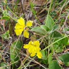 Goodenia hederacea (Ivy Goodenia) at Isaacs Ridge - 14 Feb 2023 by Mike