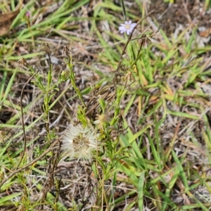 Vittadinia muelleri at Jerrabomberra, ACT - 14 Feb 2023