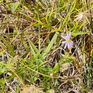 Vittadinia muelleri at Jerrabomberra, ACT - 14 Feb 2023