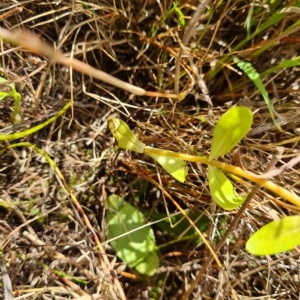 Centaurium tenuiflorum at Isaacs Ridge and Nearby - 14 Feb 2023