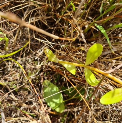 Centaurium tenuiflorum (Branched Centaury) at Isaacs Ridge - 14 Feb 2023 by Mike