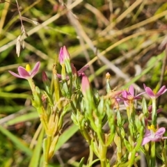 Centaurium tenuiflorum at Isaacs Ridge and Nearby - 14 Feb 2023