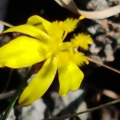 Tricoryne elatior (Yellow Rush Lily) at Jerrabomberra, ACT - 14 Feb 2023 by Mike