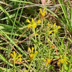 Pimelea curviflora (Curved Rice-flower) at Jerrabomberra, ACT - 14 Feb 2023 by Mike