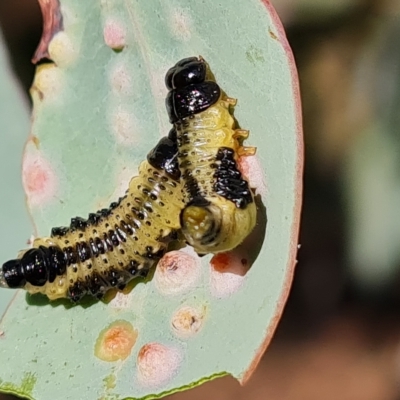 Paropsis atomaria (Eucalyptus leaf beetle) at Isaacs Ridge - 14 Feb 2023 by Mike