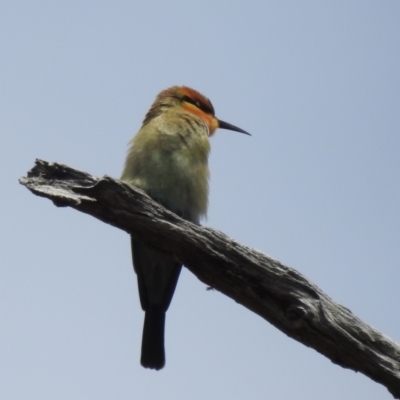 Merops ornatus (Rainbow Bee-eater) at Namadgi National Park - 14 Feb 2023 by HelenCross