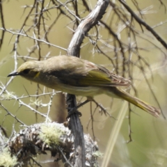 Ptilotula fusca (Fuscous Honeyeater) at Booth, ACT - 14 Feb 2023 by HelenCross