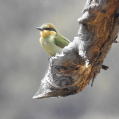 Merops ornatus (Rainbow Bee-eater) at Namadgi National Park - 14 Feb 2023 by HelenCross