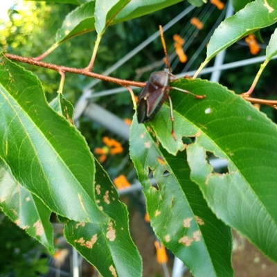 Musgraveia sulciventris (Bronze Orange Bug) at Florey, ACT - 14 Feb 2023 by Coran