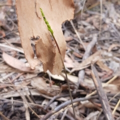 Corunastylis clivicola (Rufous midge orchid) at ANBG - 14 Feb 2023 by BethanyDunne