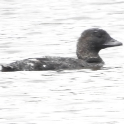 Biziura lobata (Musk Duck) at Mulligans Flat - 14 Feb 2023 by JohnBundock