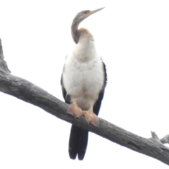 Anhinga novaehollandiae (Australasian Darter) at Throsby, ACT - 14 Feb 2023 by JohnBundock