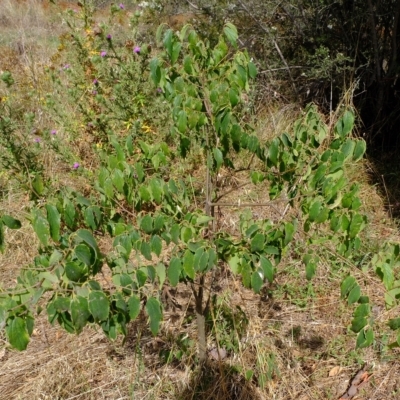 Celtis australis (Nettle Tree) at Molonglo River Reserve - 14 Feb 2023 by Kurt