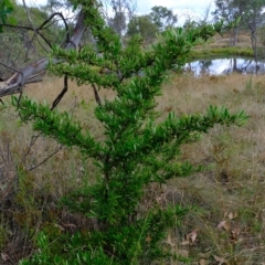 Pyracantha angustifolia (Firethorn, Orange Firethorn) at Kama - 14 Feb 2023 by Kurt