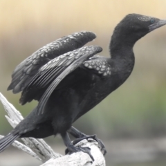 Phalacrocorax sulcirostris (Little Black Cormorant) at Throsby, ACT - 13 Feb 2023 by JohnBundock