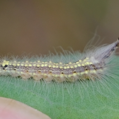 Uraba lugens (Gumleaf Skeletonizer) at Molonglo River Reserve - 14 Feb 2023 by Kurt