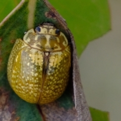 Paropsisterna cloelia (Eucalyptus variegated beetle) at Molonglo River Reserve - 14 Feb 2023 by Kurt