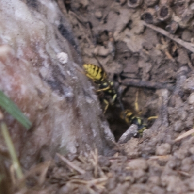 Vespula germanica (European wasp) at Scullin, ACT - 14 Feb 2023 by AlisonMilton