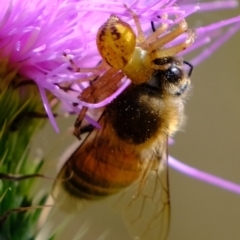 Australomisidia sp. (genus) (Flower spider) at Stromlo, ACT - 14 Feb 2023 by Kurt