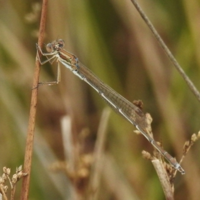 Austrolestes analis (Slender Ringtail) - 14 Feb 2023 by JohnBundock