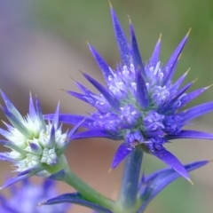 Eryngium ovinum (Blue Devil) at Stromlo, ACT - 14 Feb 2023 by Kurt