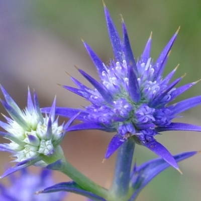 Eryngium ovinum (Blue Devil) at Stromlo, ACT - 14 Feb 2023 by Kurt