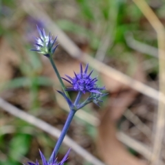 Eryngium ovinum at Stromlo, ACT - 14 Feb 2023