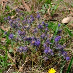 Eryngium ovinum at Stromlo, ACT - 14 Feb 2023