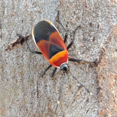 Dindymus versicolor (Harlequin Bug) at Kambah, ACT - 14 Feb 2023 by MichaelBedingfield