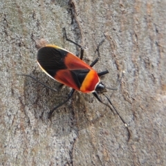 Dindymus versicolor at Kambah, ACT - 14 Feb 2023