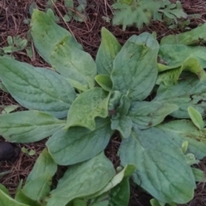 Echium plantagineum at Fadden, ACT - 14 Feb 2023