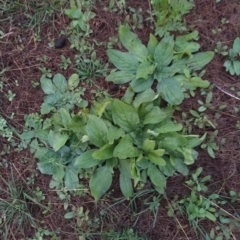 Echium plantagineum at Fadden, ACT - 14 Feb 2023 06:17 AM