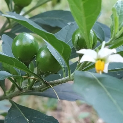 Solanum pseudocapsicum (Jerusalem Cherry, Madeira Cherry) at Fadden, ACT - 14 Feb 2023 by KumikoCallaway