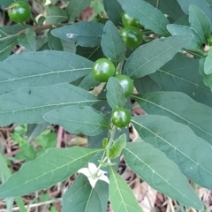 Solanum pseudocapsicum at Fadden, ACT - 14 Feb 2023 05:10 PM